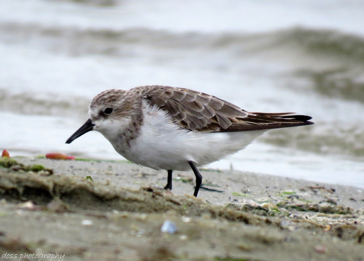 Little Stint - ML67807211