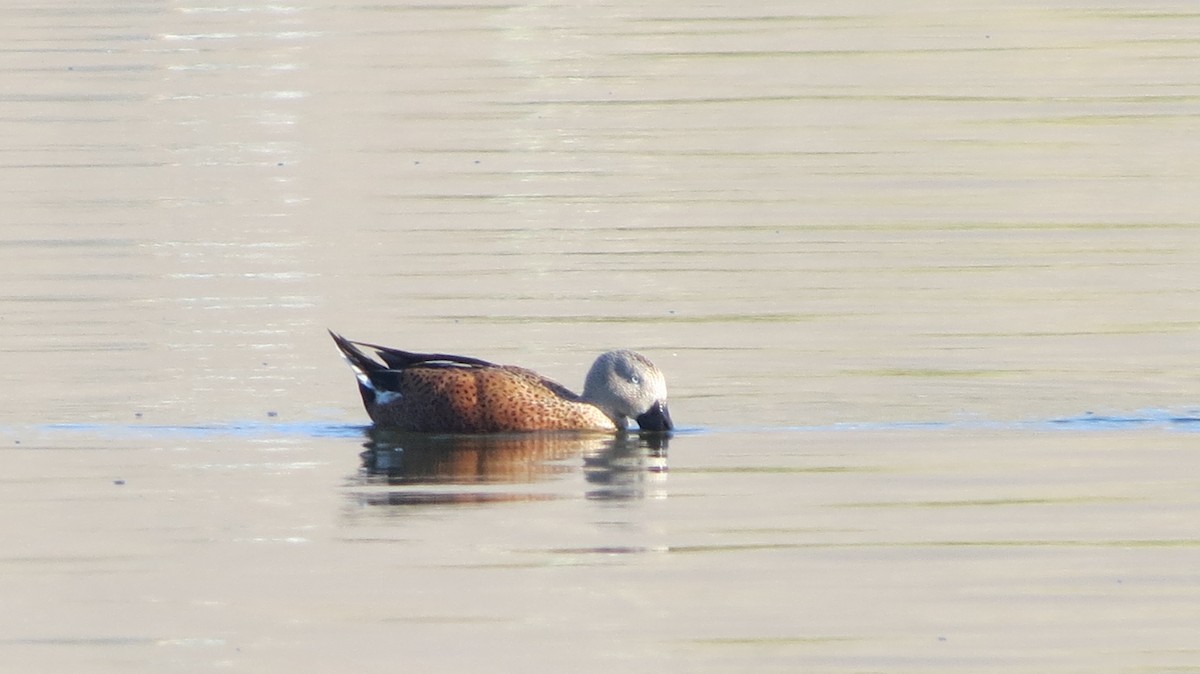 Red Shoveler - ML67809151