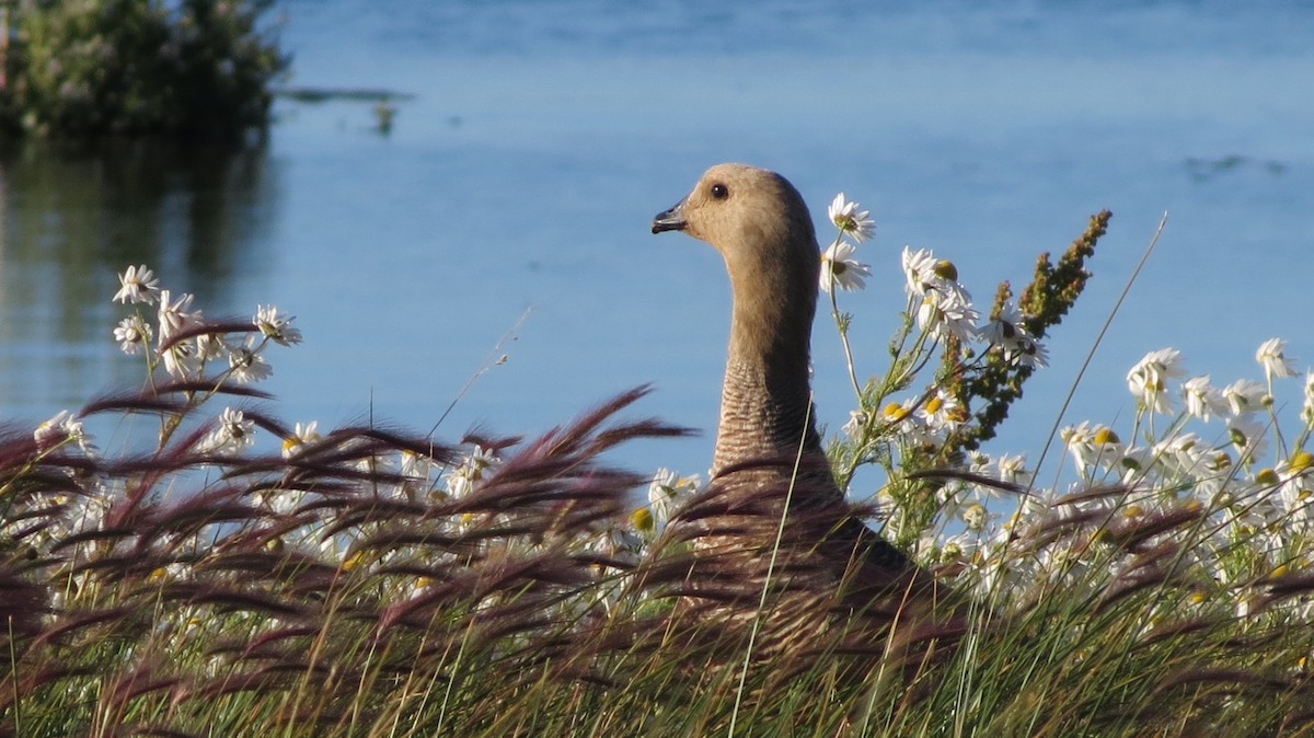 Upland Goose - ML67809221