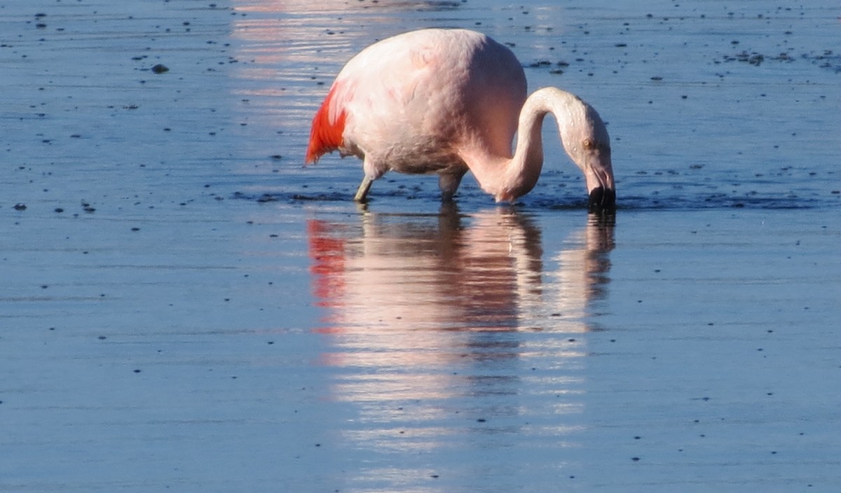 Chilean Flamingo - Nicholas Fordyce - Birding Africa