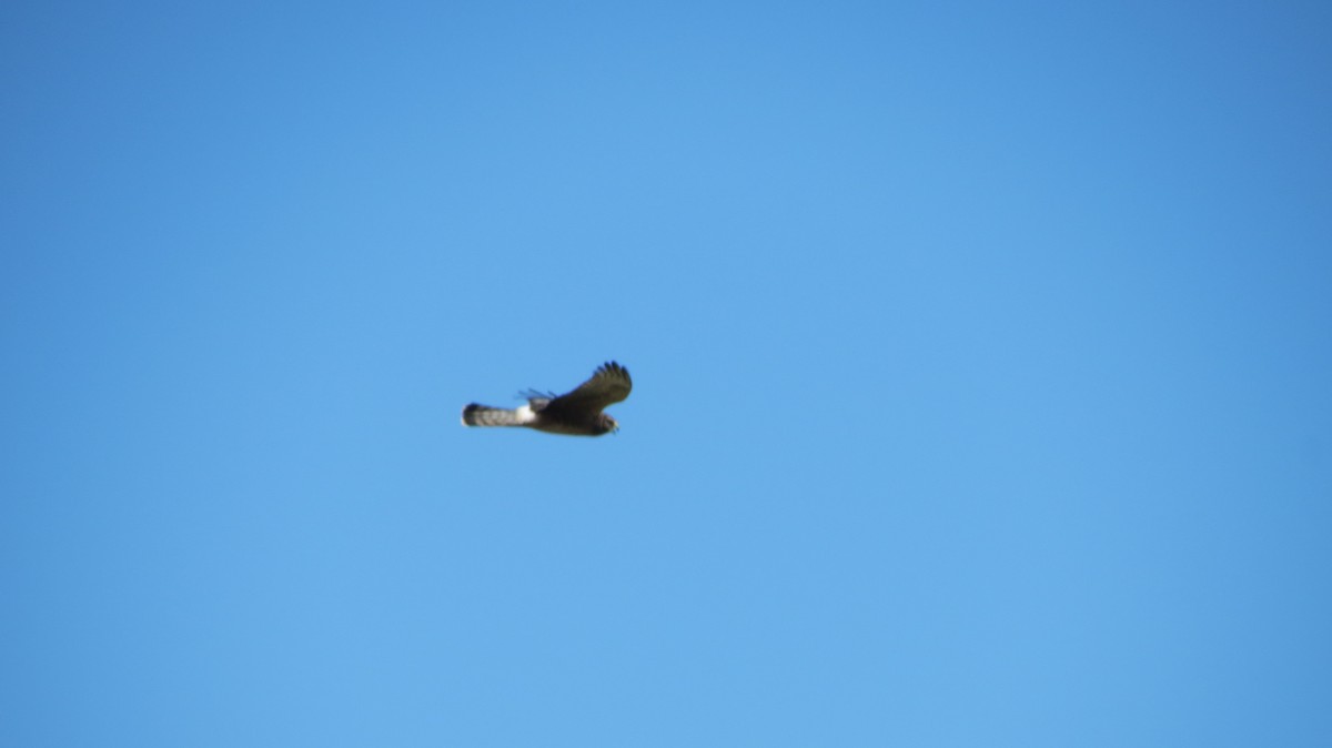 Cinereous Harrier - Nicholas Fordyce - Birding Africa