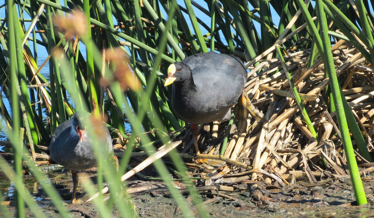 Red-gartered Coot - ML67809501