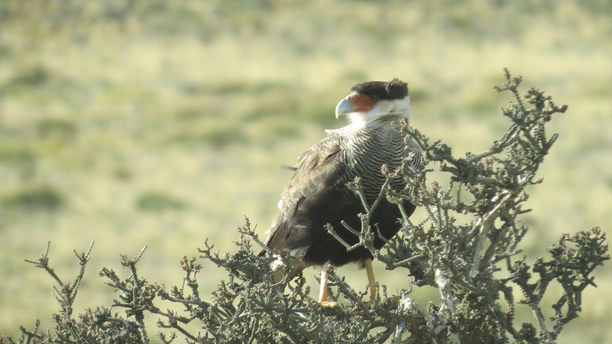 Crested Caracara (Southern) - ML67809581