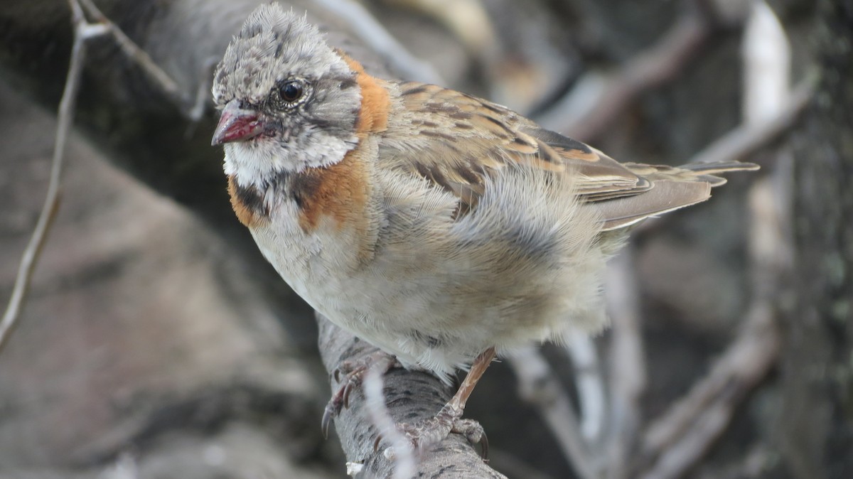 Rufous-collared Sparrow - ML67810041