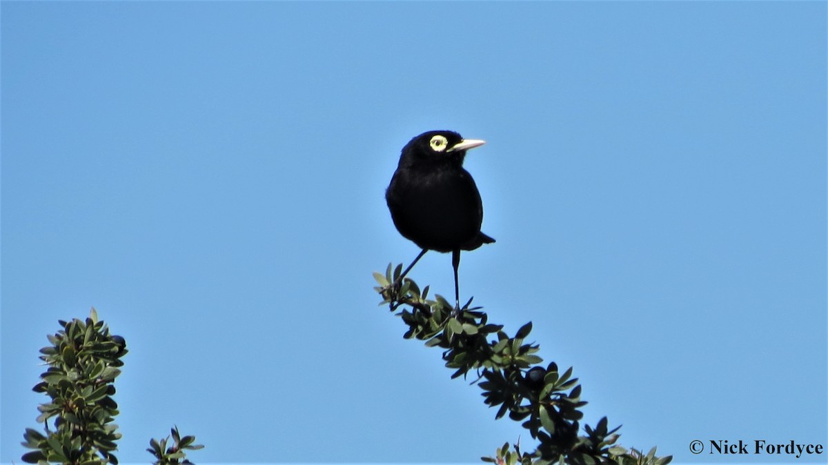 Spectacled Tyrant - ML67810111