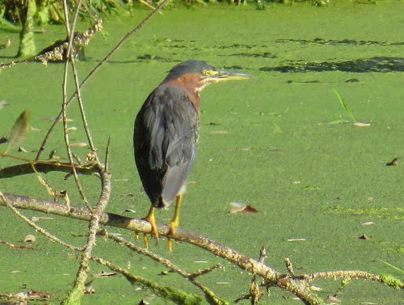 Green Heron - Jeff Harding