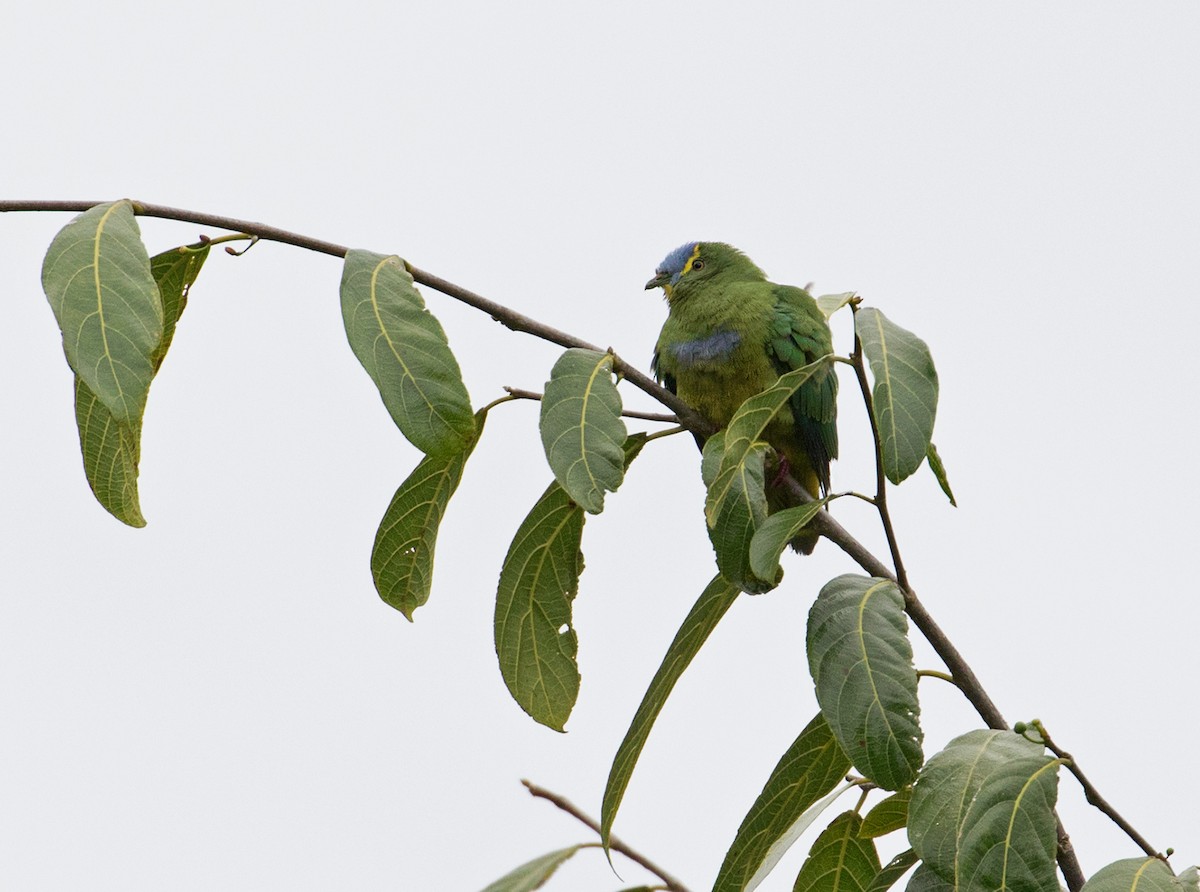 Blue-capped Fruit-Dove - ML67813991