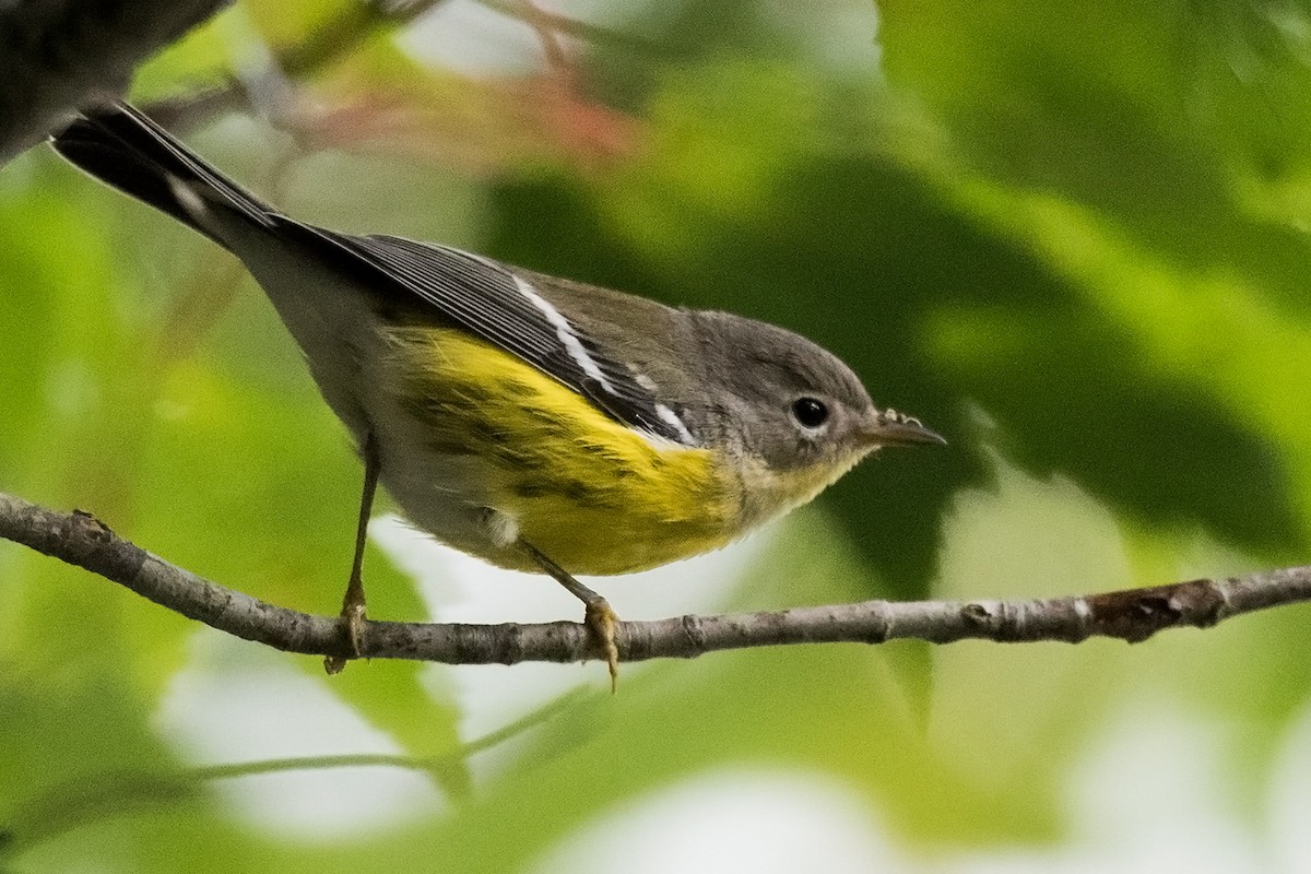 Magnolia Warbler - Sue Barth