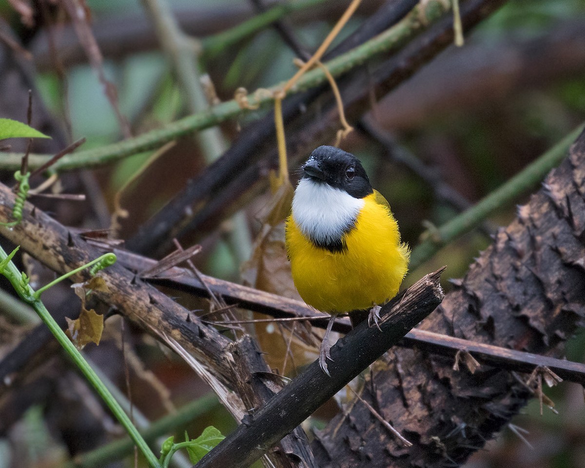 Black-chinned Whistler - Sam Woods/Tropical Birding Tours