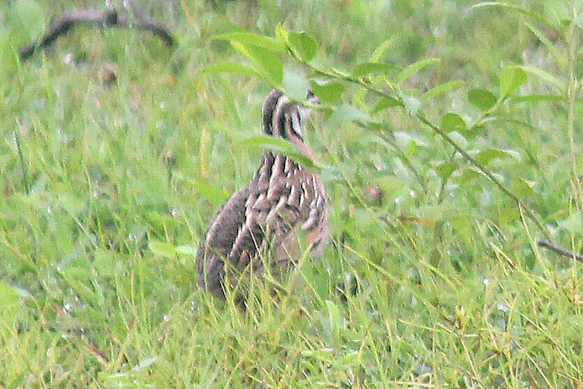 Rain Quail - ML67815071