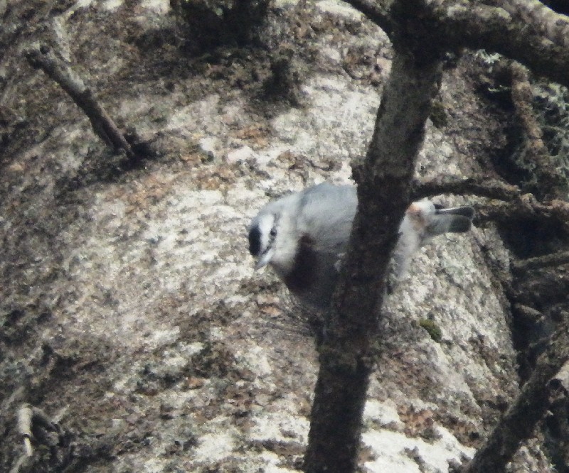 Krüper's Nuthatch - ML67817591