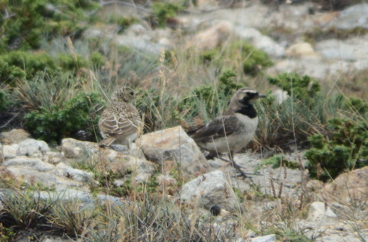 Эвэрт болжмор - ML67817621