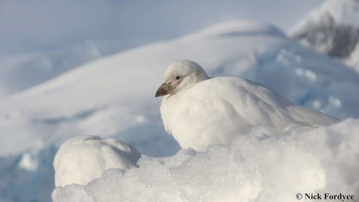 Snowy Sheathbill - ML67818791