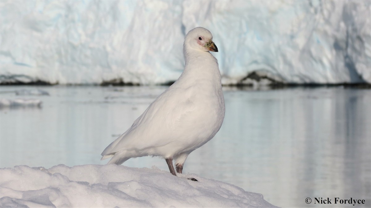 Snowy Sheathbill - Nicholas Fordyce - Birding Africa