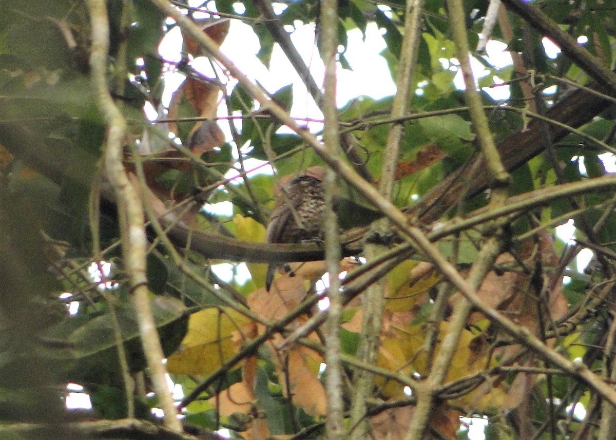 White-wedged Piculet - ML67819411