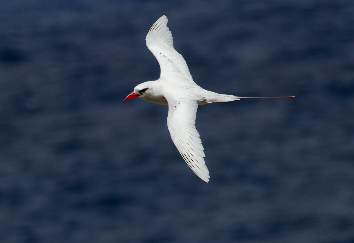 Red-tailed Tropicbird - Cullen Hanks