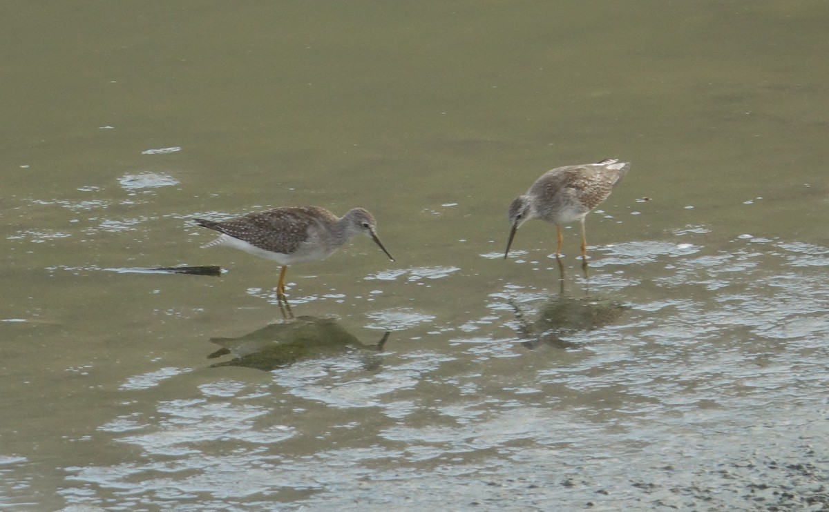 Greater Yellowlegs - ML67819951