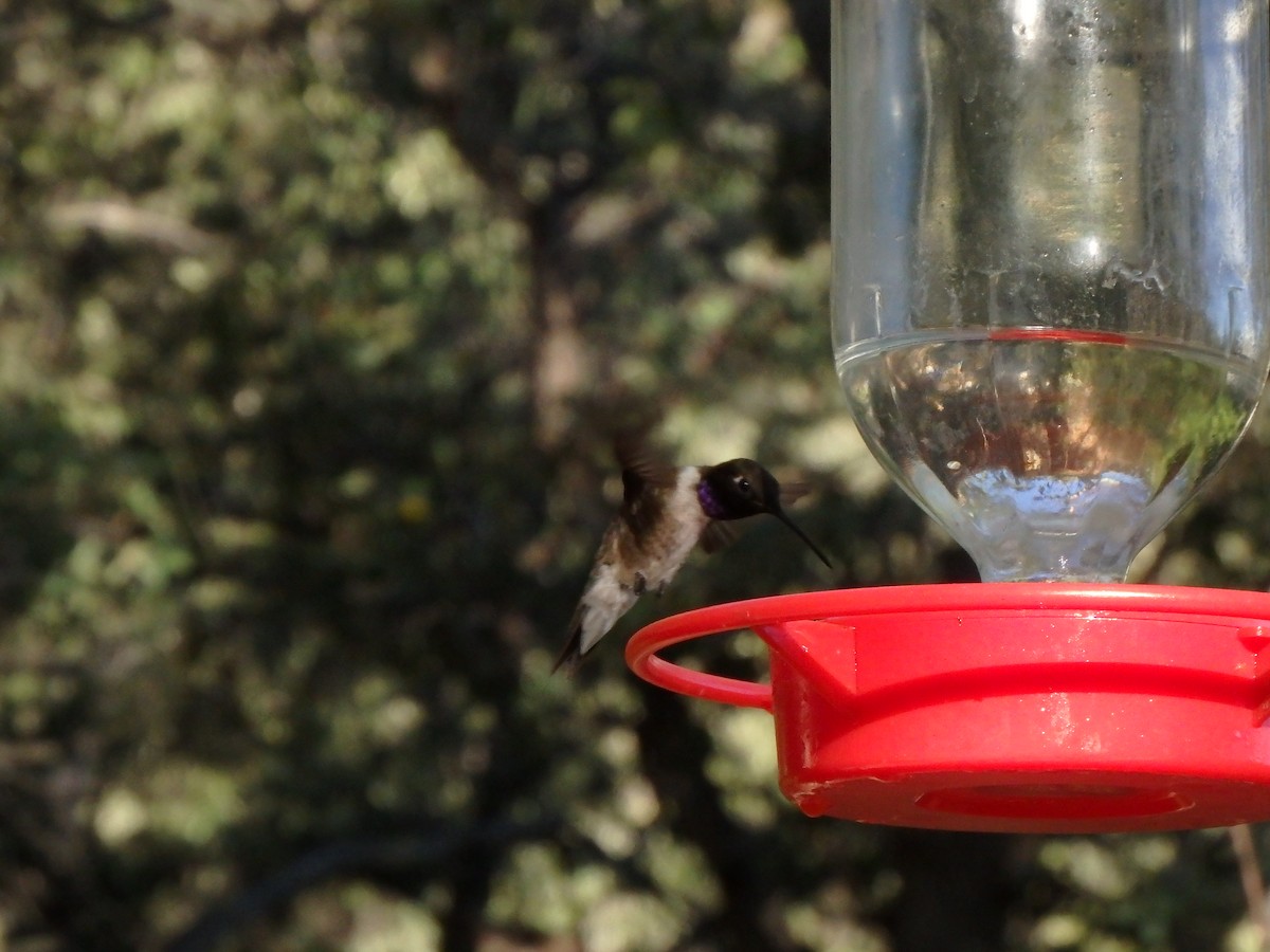 Black-chinned Hummingbird - David Lichter