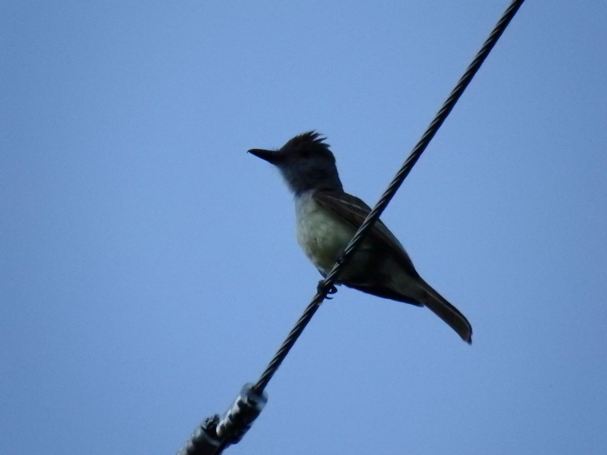 tanımsız Myiarchus sp. - ML67820561