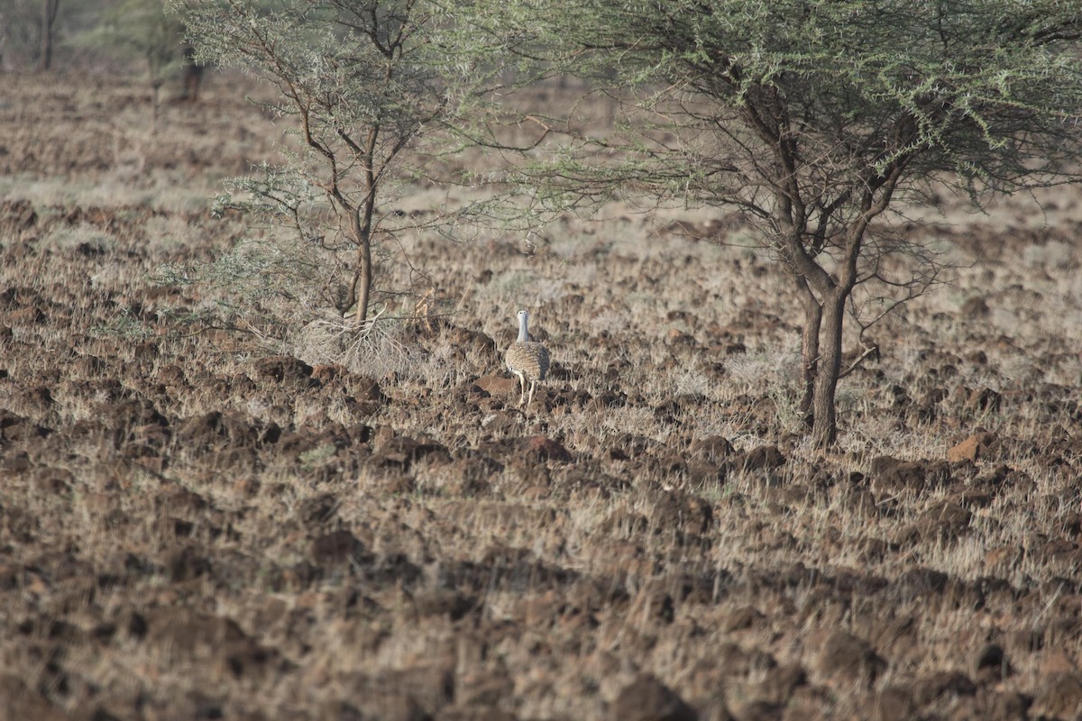 Heuglin's Bustard - ML67820961