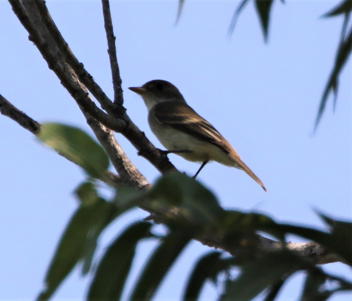 Willow Flycatcher - ML67821611