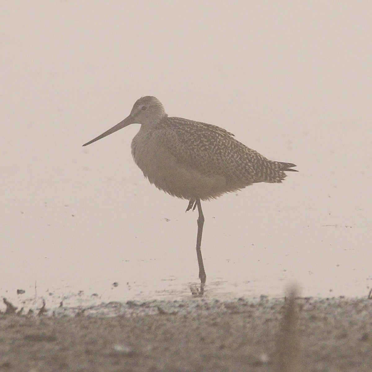 Marbled Godwit - ML67824221