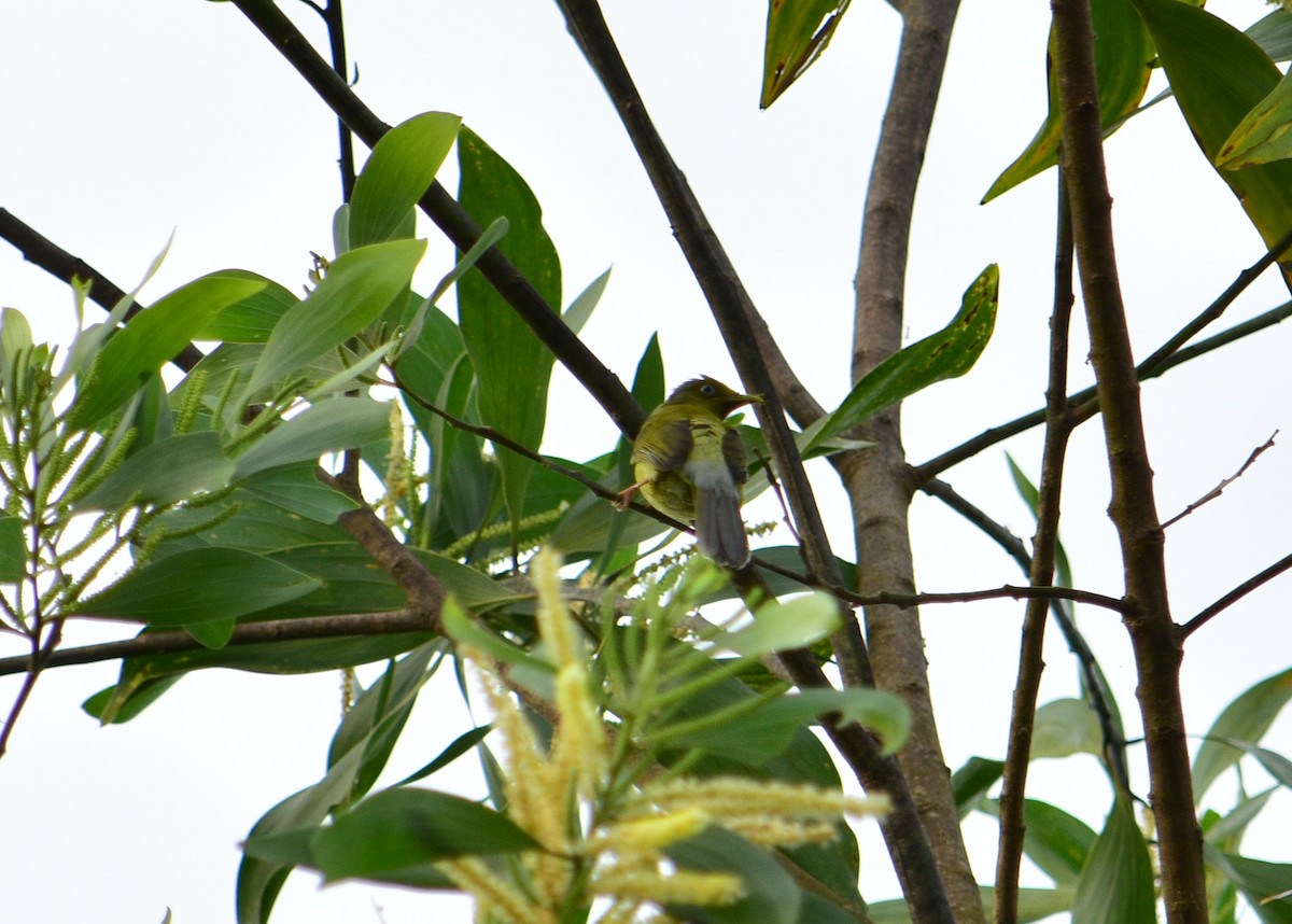 Gray-headed Bulbul - ML67824551