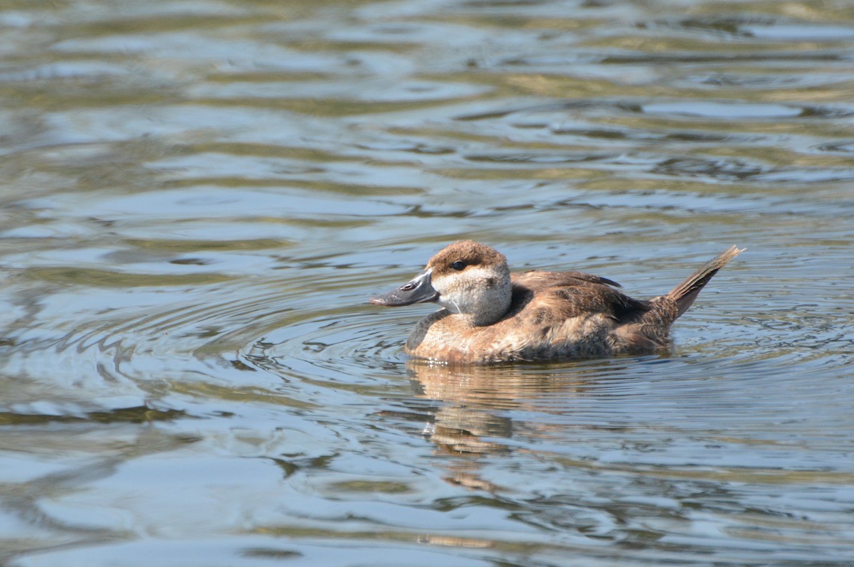 Ruddy Duck - ML67824661