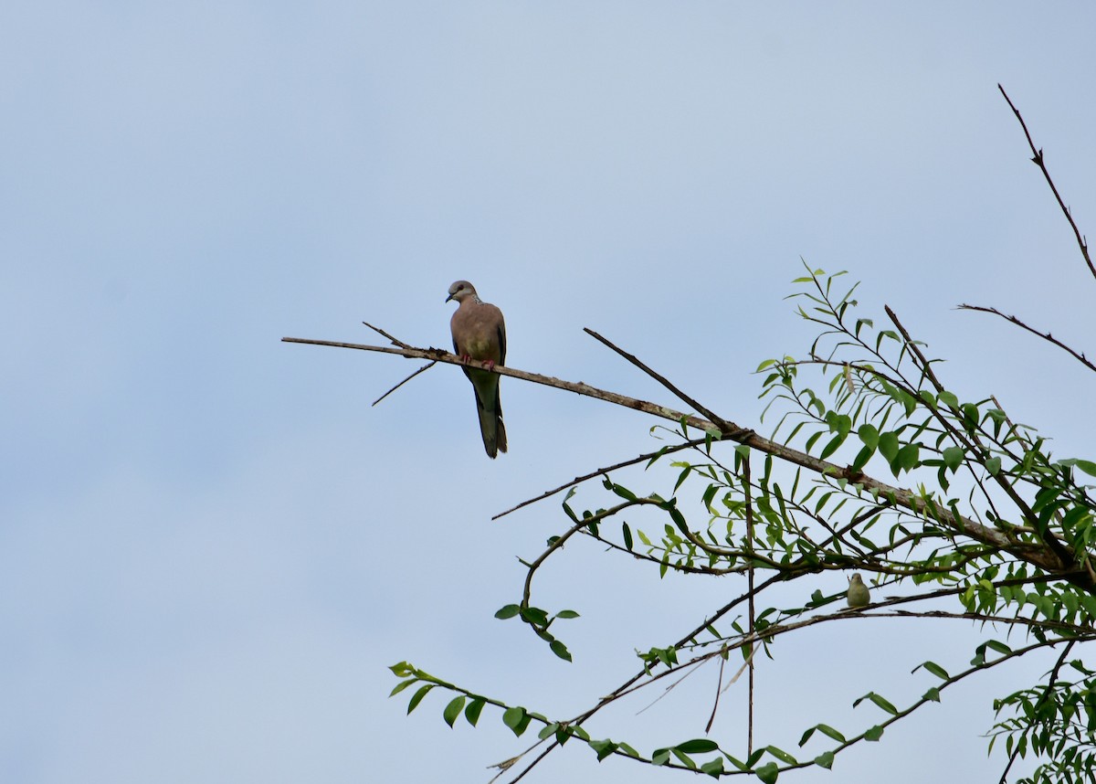 珠頸斑鳩 - ML67824851