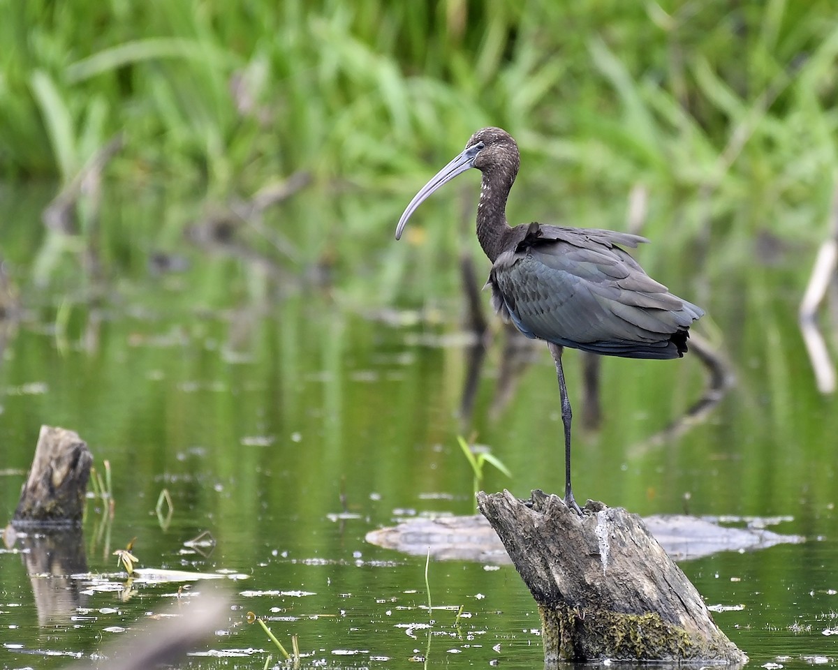 Glossy Ibis - ML67825061