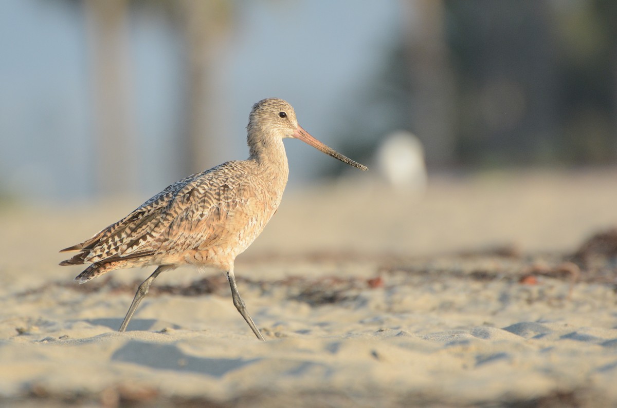 Marbled Godwit - ML67825861