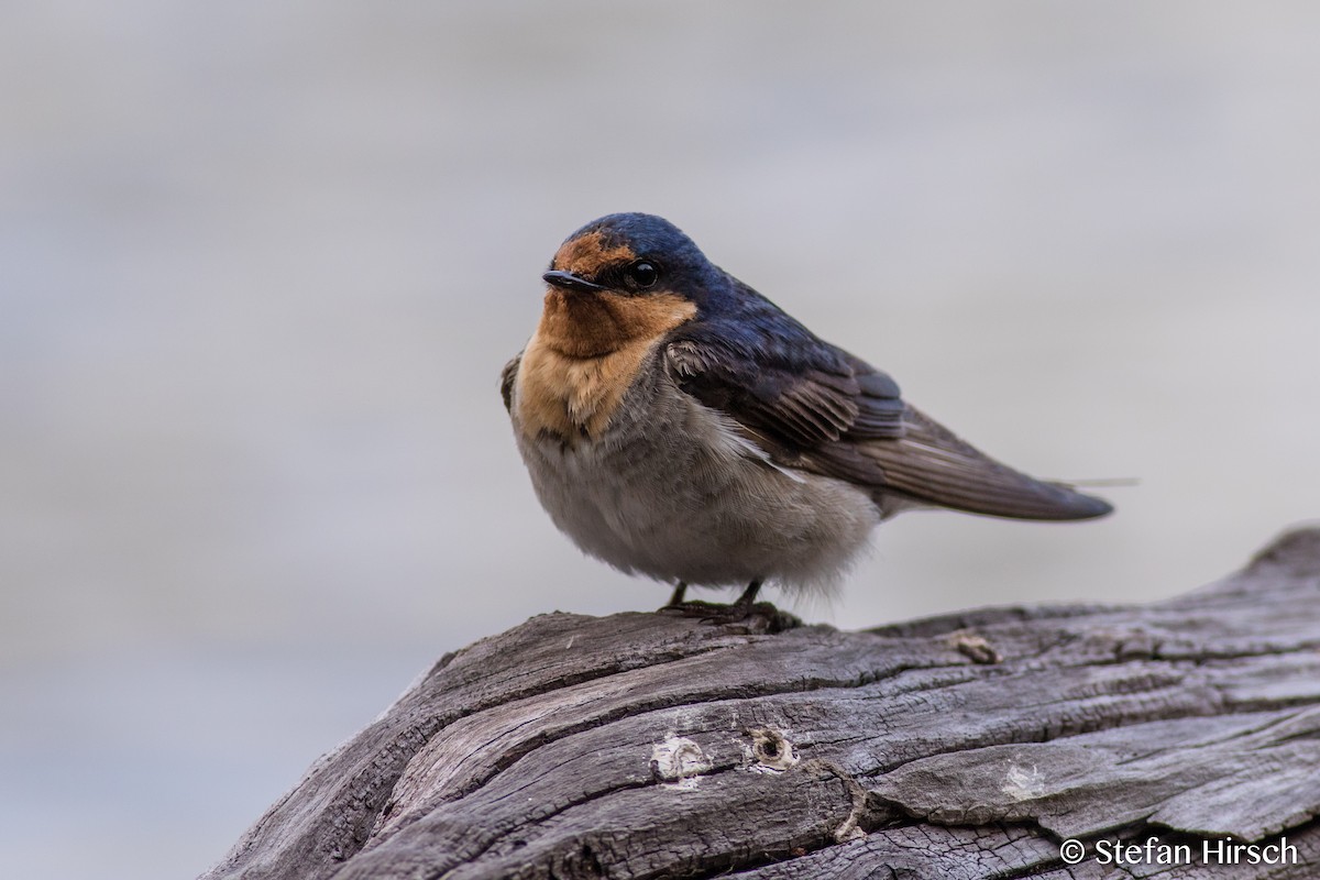 Welcome Swallow - Stefan Hirsch