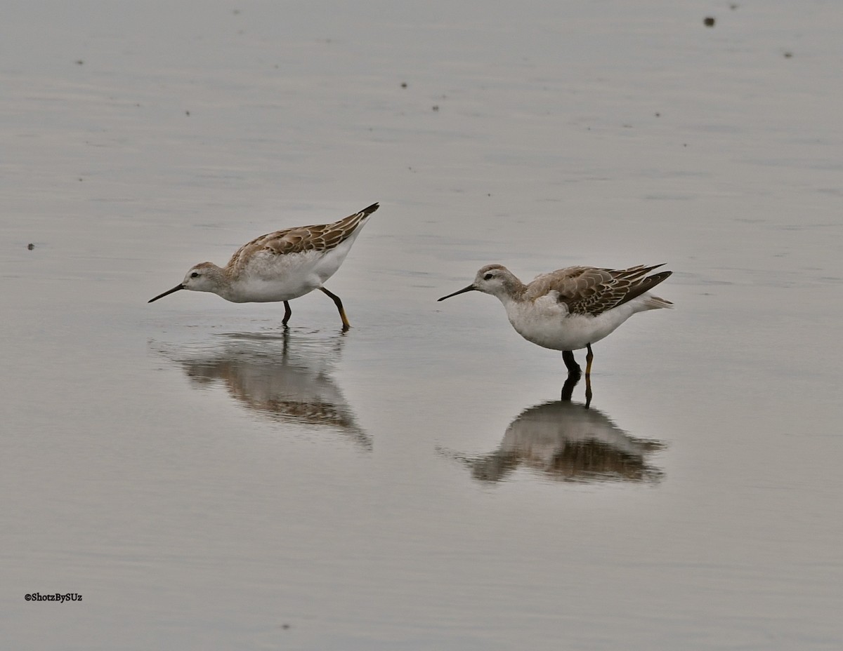 Wilson's Phalarope - ML67826741