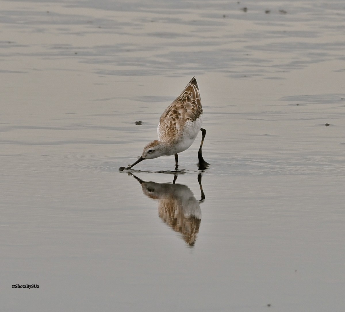 hvithalesvømmesnipe - ML67826781