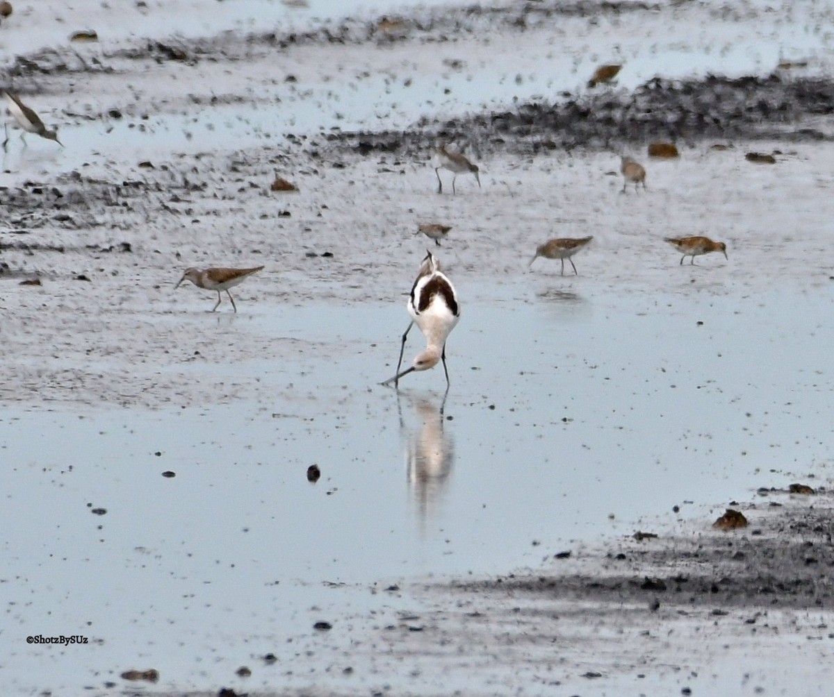 Avoceta Americana - ML67827591