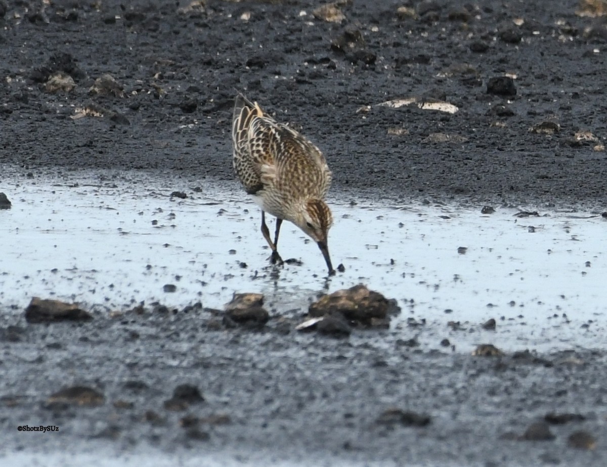 アメリカウズラシギ - ML67827681