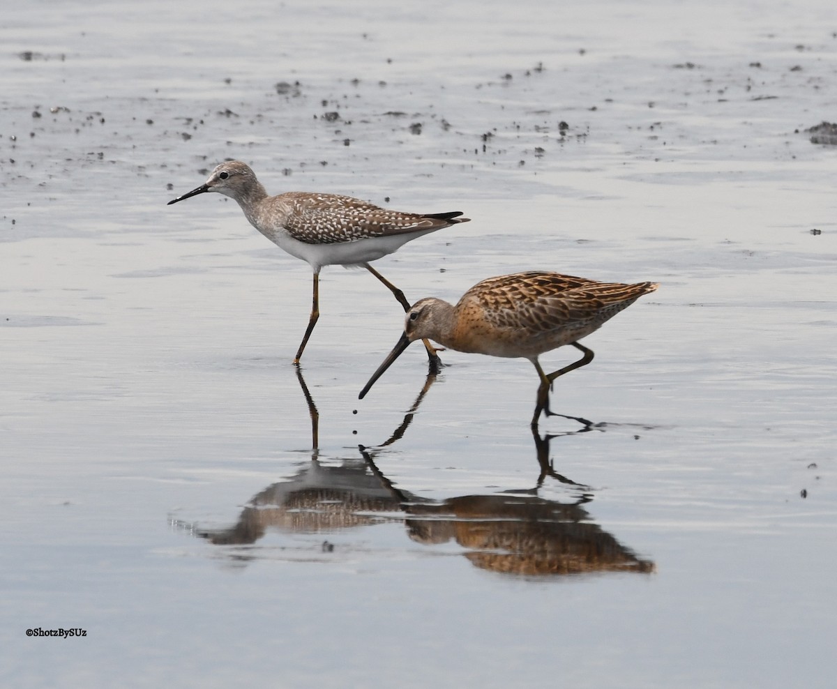 Lesser Yellowlegs - ML67827781