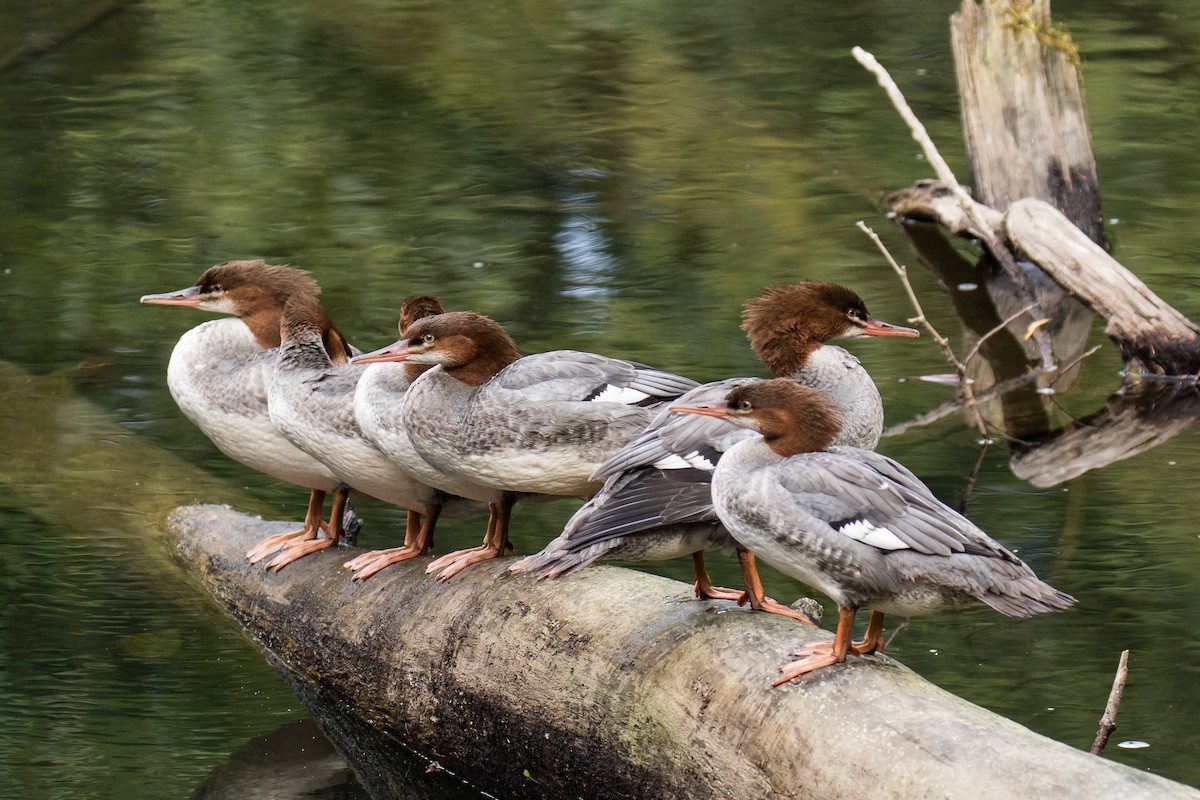 Common Merganser - Chris S. Wood