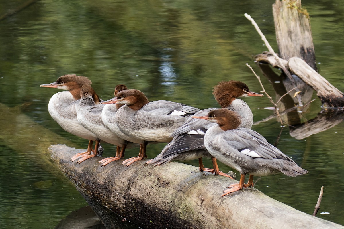 Common Merganser - ML67827951