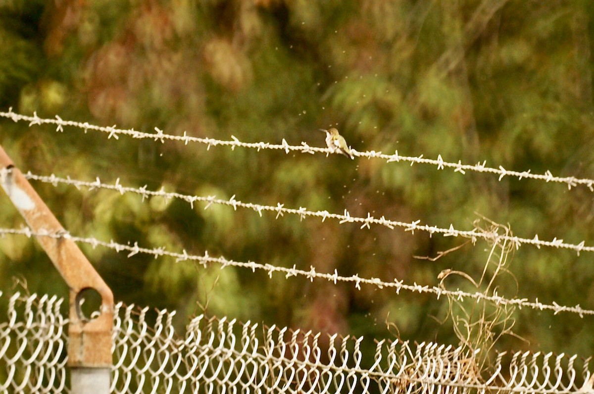 Colibrí Gorjirrubí - ML67829721