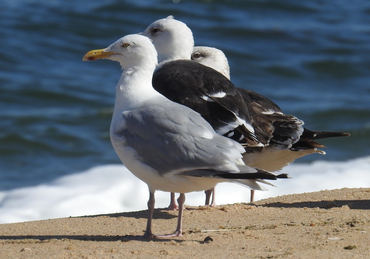 Herring Gull - ML67833121