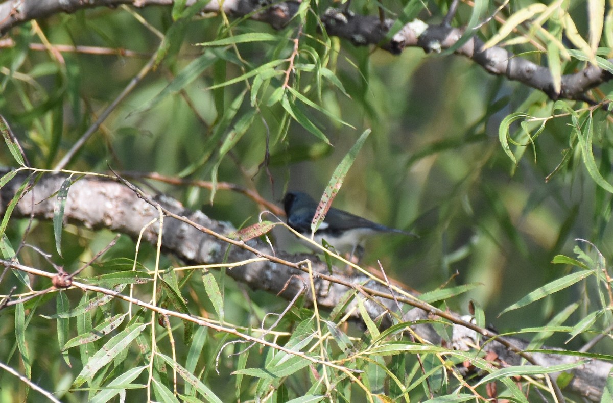 Black-throated Blue Warbler - ML67833141