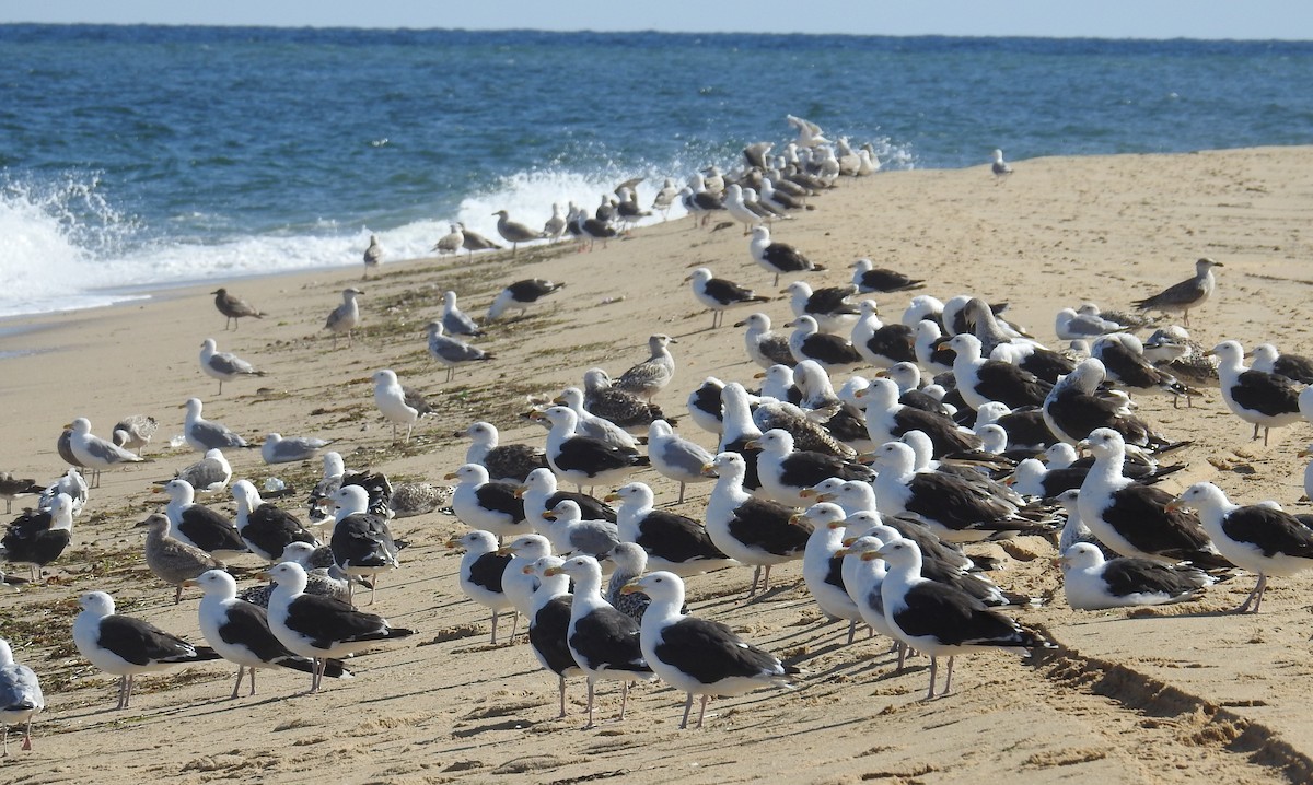 Great Black-backed Gull - Carol Baird Molander