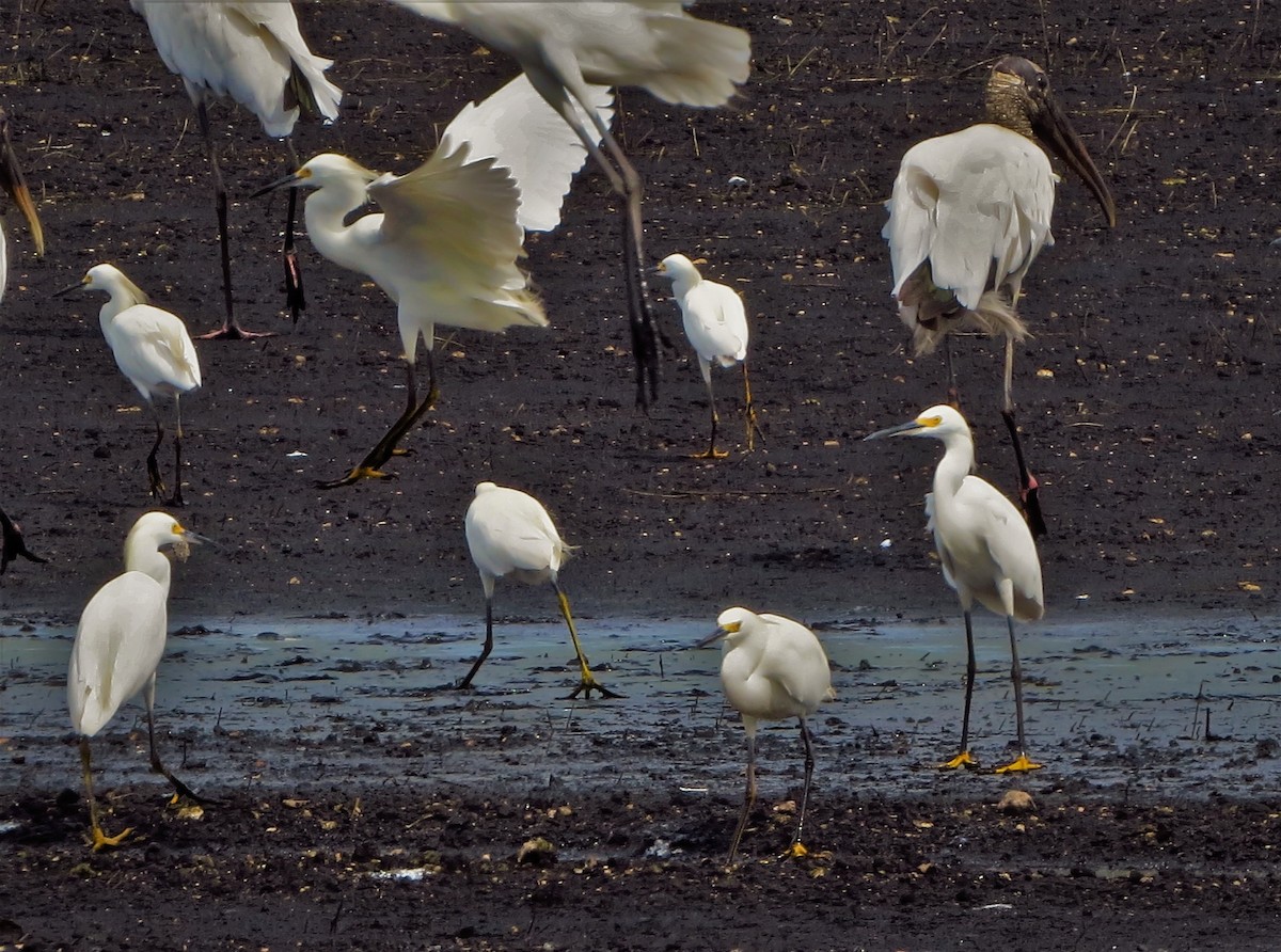 Snowy Egret - ML67835391