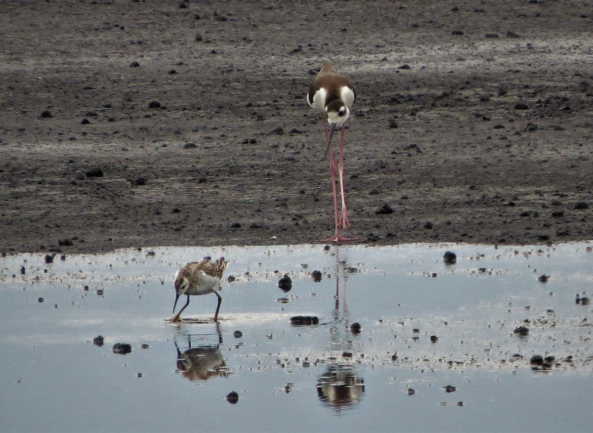 Wilson's Phalarope - ML67835901