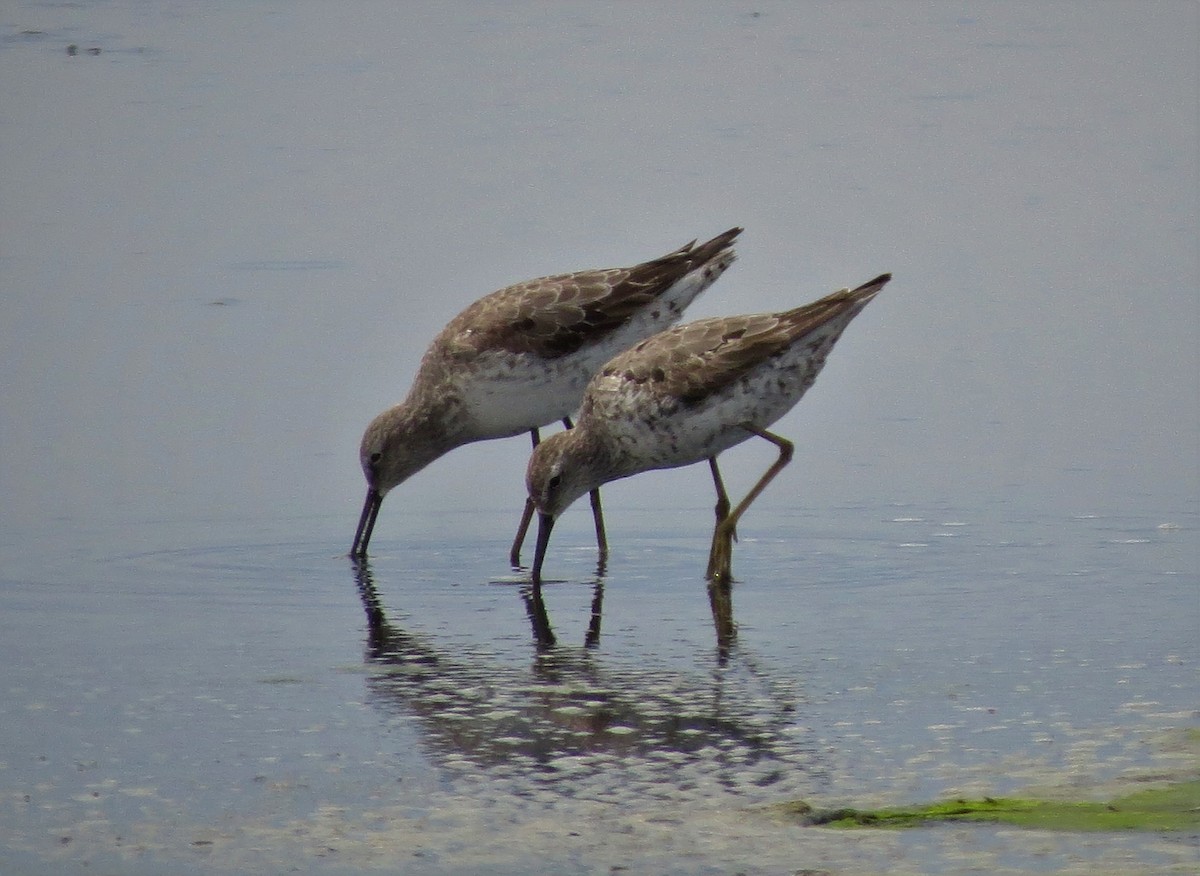 Stilt Sandpiper - ML67835961