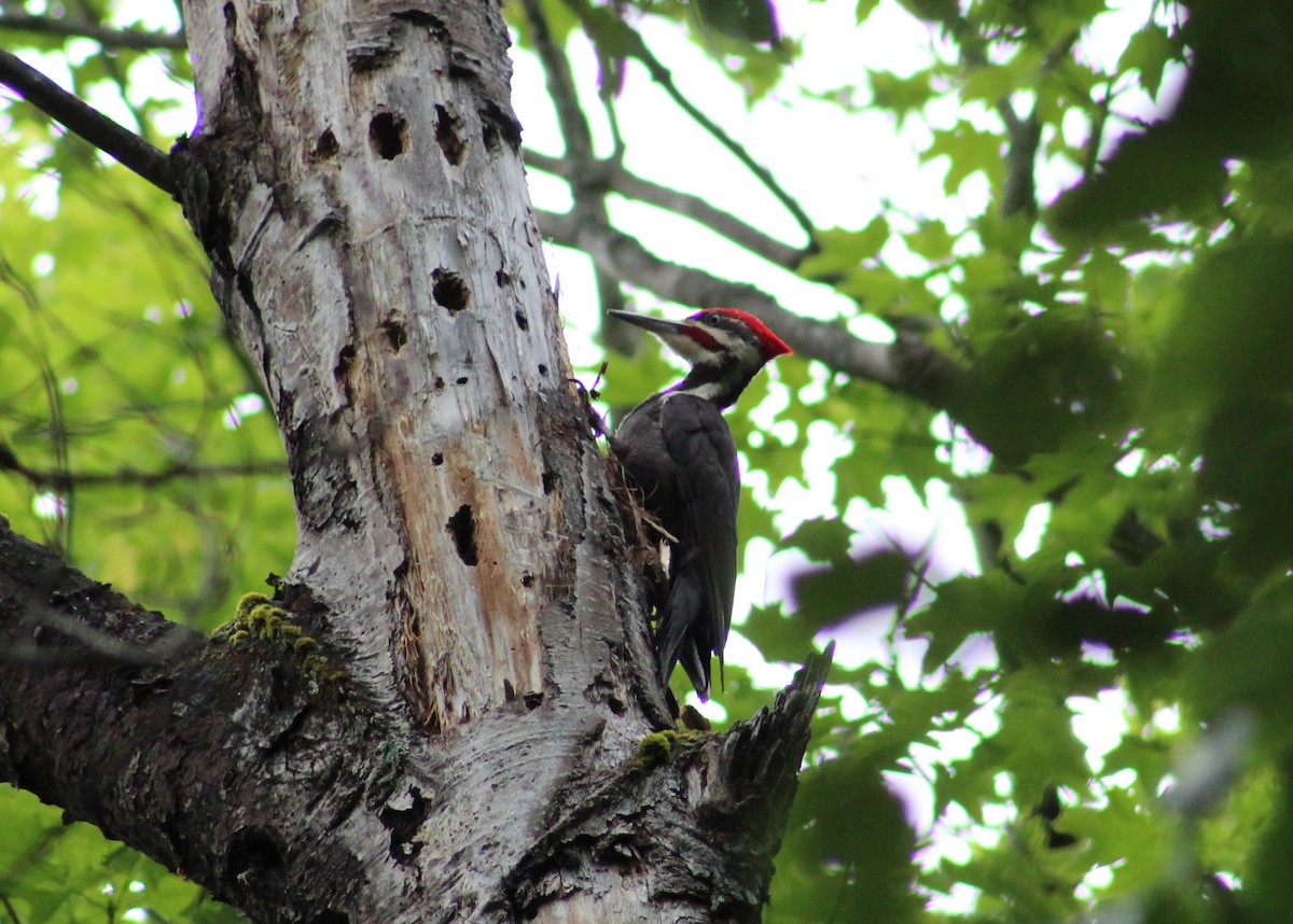 Pileated Woodpecker - ML67836101