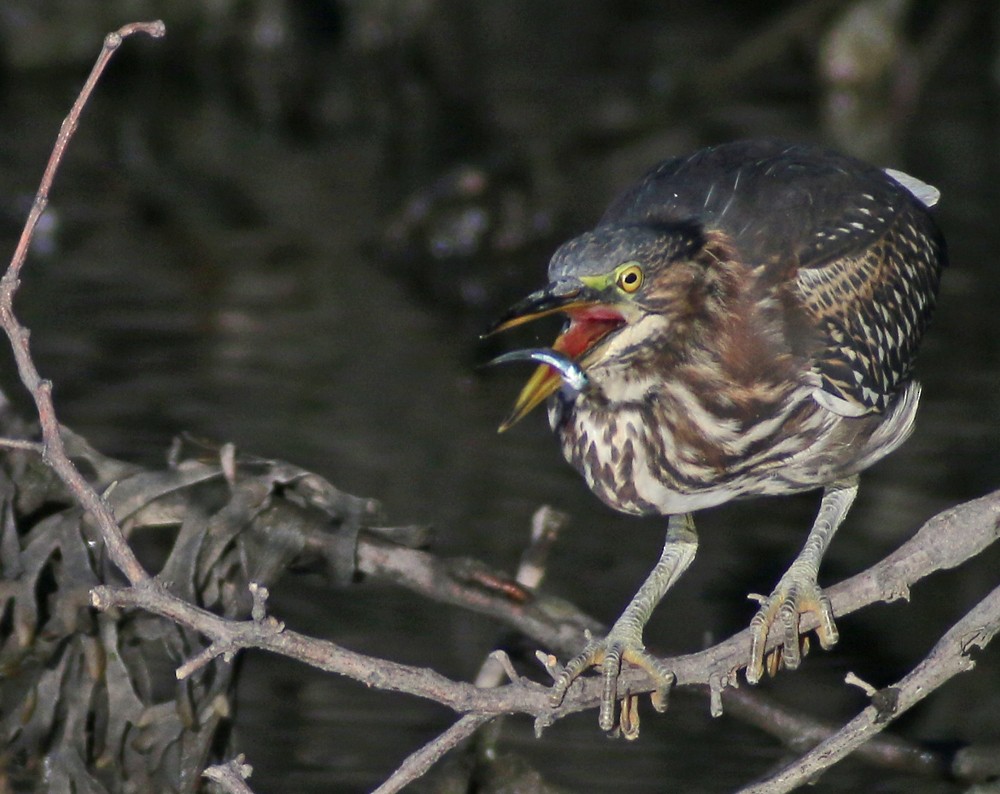 Green Heron - ML67837851