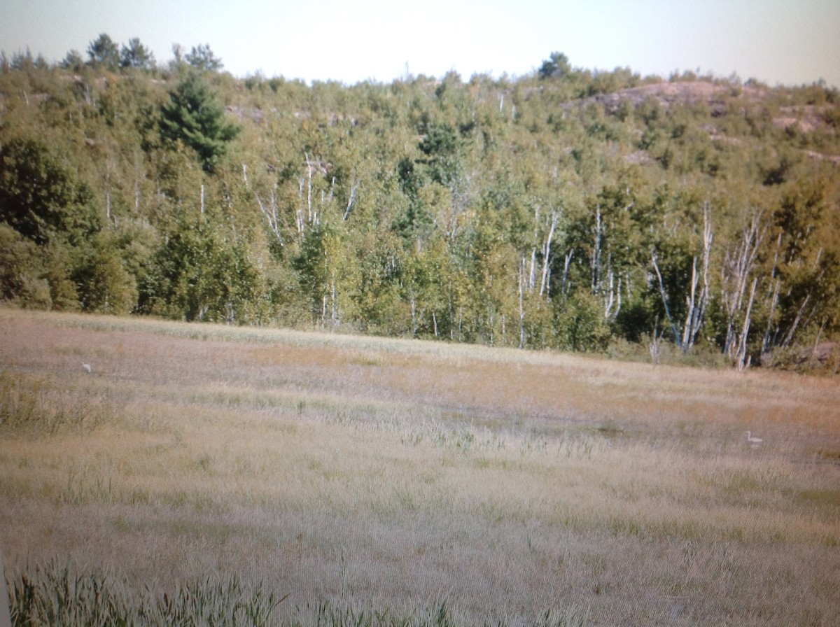 Great Egret - ML67838001