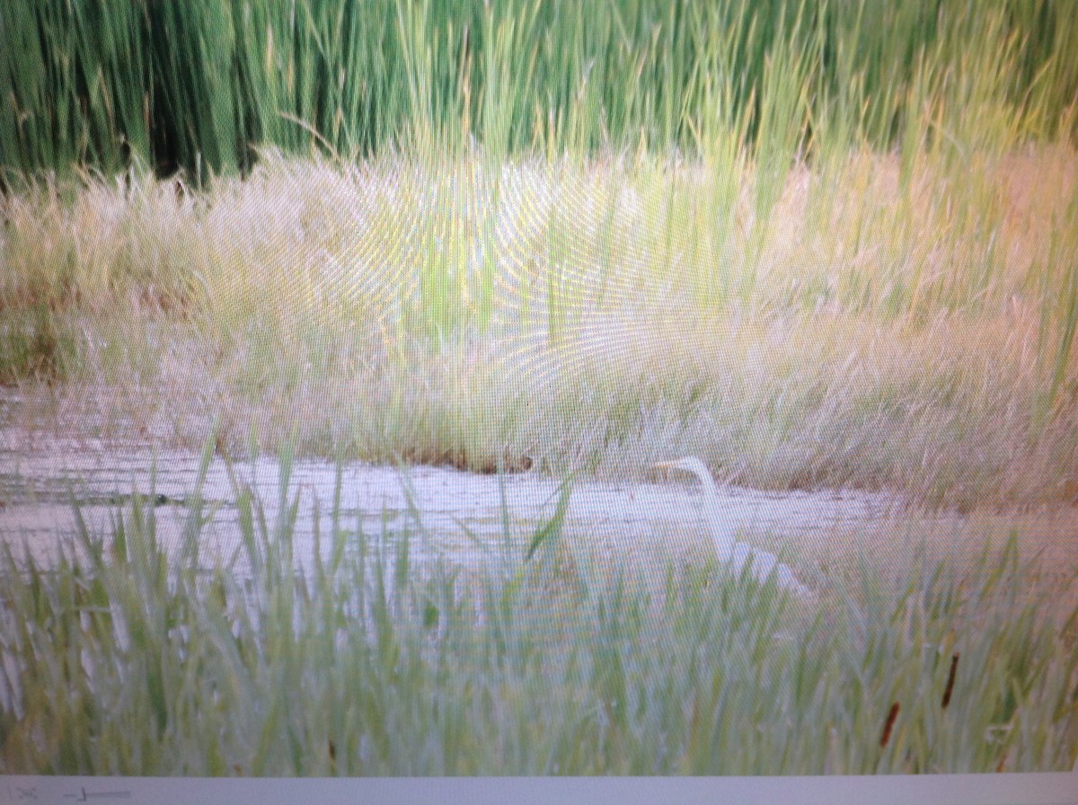 Great Egret - Alice Oliver